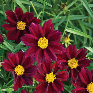 Red flowers yellow centers grass - free flowers wallpaper for tablet