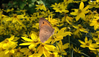 Brown butterfly yellow flower field - digital photography free wallpaper