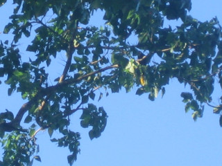 Bird branch leaves blue sky - domirinic fegallia free wallpaper
