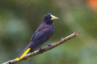 Bird yellow beak branch rain - a yellow beak free wallpaper