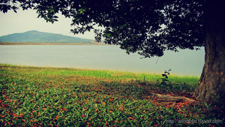Tree lake mountain cloudy day - tranquil free wallpaper