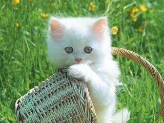 White kitten basket grass flowers - the basket free wallpaper