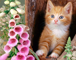 Kitten hole flowers branch tree - a kitten free wallpaper