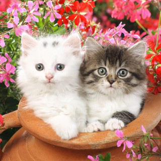 Kittens flower pot blue eyes - free cats wallpaper for tablet