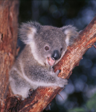 Koala sitting open mouth blurry - free animals wallpaper for tablet