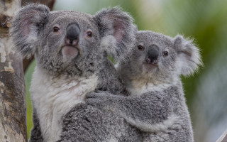 Two koalas sitting tree holding - the others head free wallpaper