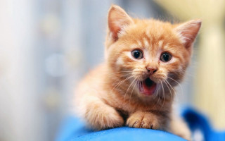 Orange kitten blue object mouth - shock art free wallpaper