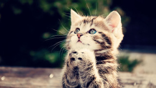 Kitten blue eyes standing paw 2 - its front paw free wallpaper