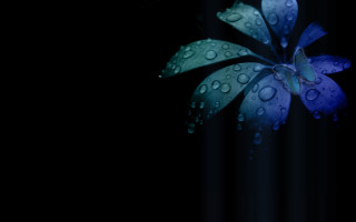 Blue flower water droplets black - a black curtain behind free wallpaper