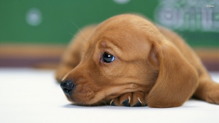 Brown puppy laying floor head - looking free wallpaper
