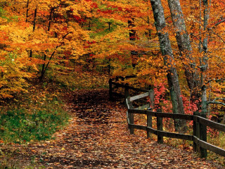 Wooded path fall leaves orange - a path free wallpaper