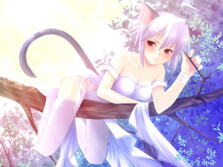 Alice blossoms cat ears sitting - a cat tail free wallpaper