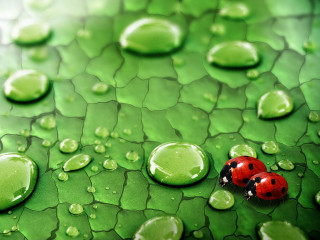 Ladybug green leaf water drops 3 - drop of water free wallpaper