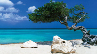 Tree beach rock water blue - carl critchlow free wallpaper