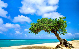 Tree beach blue sky ocean - arthur quartley free wallpaper