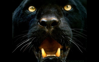 Black panther mouth open yellow - a black panther free wallpaper