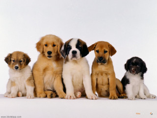 Puppies group sitting white background - a white background behind them free wallpaper