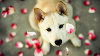 White dog pink petals sad - pink petal free wallpaper