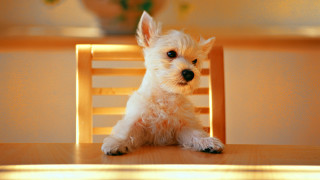 Small white dog wooden chair 8 - a vase of flowers free wallpaper