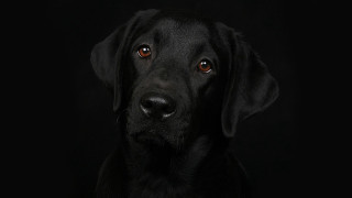 Black dog portrait animal photography - a black dog free wallpaper