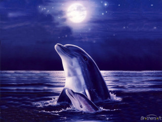 Dolphin jumping water night full - a dolphin free wallpaper