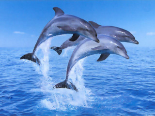 Dolphins jumping ocean blue sky 9 - two dolphin free wallpaper