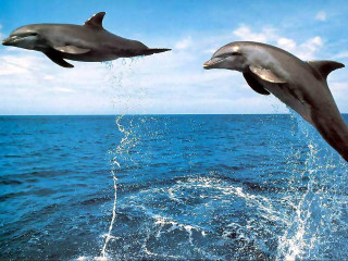 Dolphins jumping ocean water tails - two dolphin free wallpaper
