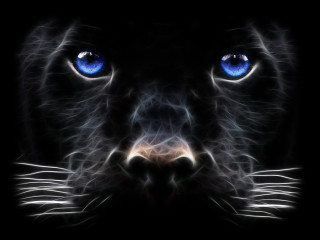 Black cat blue eyes night - a white outline free wallpaper for desktop