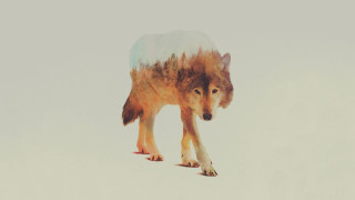 Wolf walking snow trees background - a wolf free wallpaper