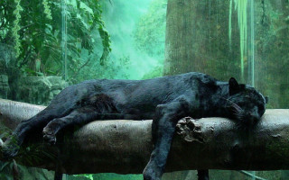 Black cat sleeping log forest - a waterfall in the background free wallpaper