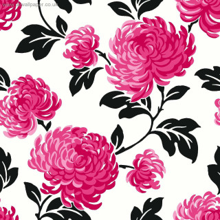 Pink flower white background black - free minimalism wallpaper for tablet