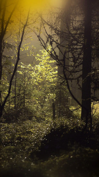 Forest trees light shining ground - free forest wallpaper for mobile
