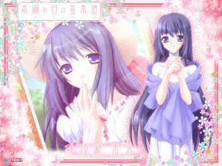 Purple hair girl cherry blossoms - a pink background free wallpaper