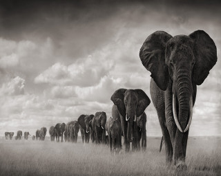Elephants drygrass cloudy sky blackwhite - under a cloudy sky free wallpaper