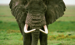 Elephant tusks field grass sky - an elephant free wallpaper