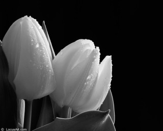 Black white flowers water droplets - two flower free wallpaper
