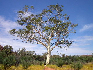 Tree field sky dirt path - albert namatjira free wallpaper for desktop