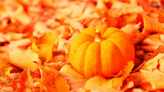 Small pumpkin leaves grass ground - fall vibrancy free wallpaper
