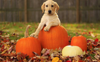 Puppy pumpkin leaves yard fence - a puppy free wallpaper