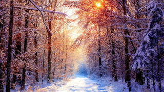 Snowy path forest trees sunshine - a snowy path in a forest free wallpaper