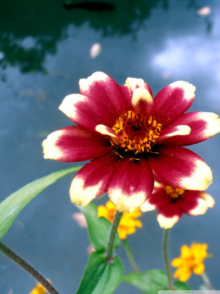 Red yellow flower blue sky - cloud free wallpaper for mobile