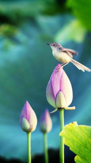 Bird flower plant green background - free nature wallpaper