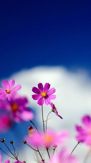 Pink flowers sky clouds blue - claire dalby free wallpaper for mobile