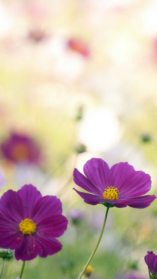 Purple flowers blurry background grass - the foreground free wallpaper for mobile