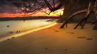 Beach tree water sunset footprints - footprint free wallpaper
