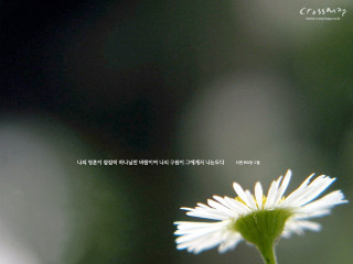 White flower blurry background foreign - foreign free wallpaper