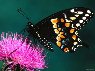 Butterfly flower wings spread sitting - its wing free wallpaper