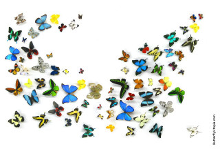 Butterflies flying group white background - artgem free wallpaper