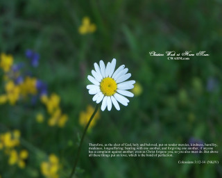 White flower yellow center field - a bible verse free wallpaper
