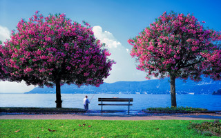 Man bench tree pink flowers - florence engelbach free wallpaper
